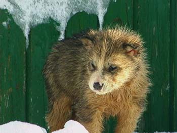 pup17203